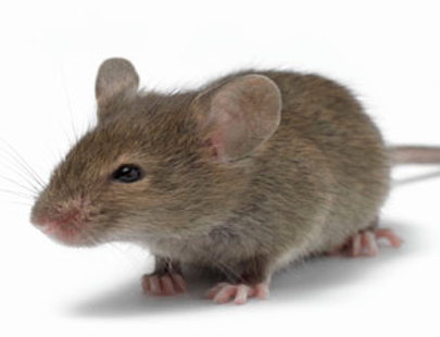 Bekæmpelse af mus og halsbåndsmus