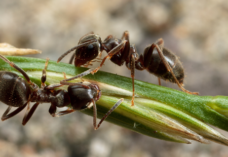 kanal Happening Ond Undgå myrer i haven og på terrassen | Gode råd om myrer