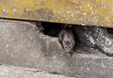 Undgå rotter i dit hjem
