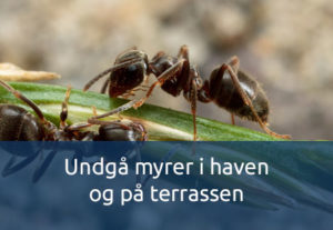 Undgå myrer