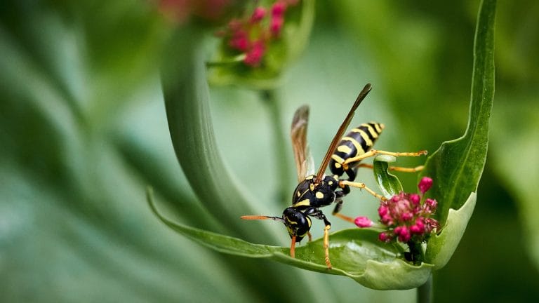 En hveps sidder på en blomst