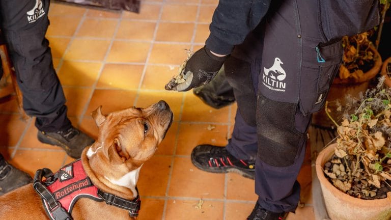En hund snuser til en død rotte
