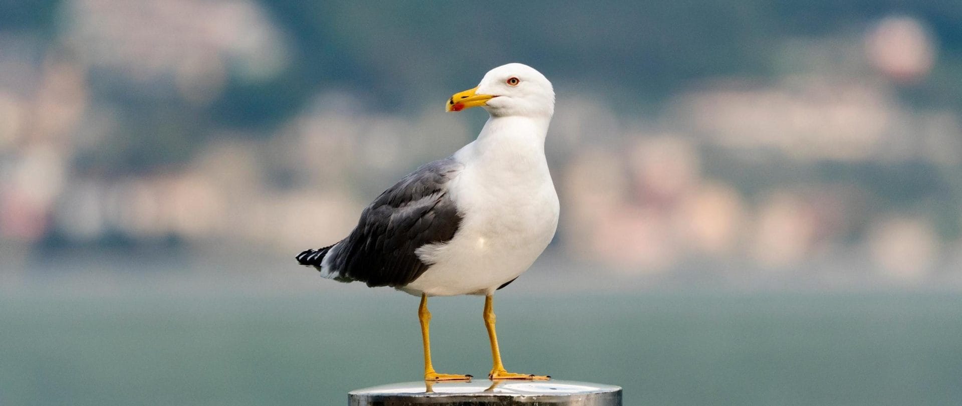 En måge står på en pæl nær en sø eller havet.