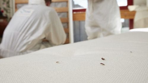 Lopper sitter på et laken