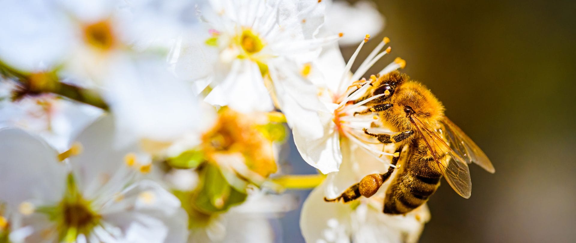 En bi sidder på en blomst og bestøver den.