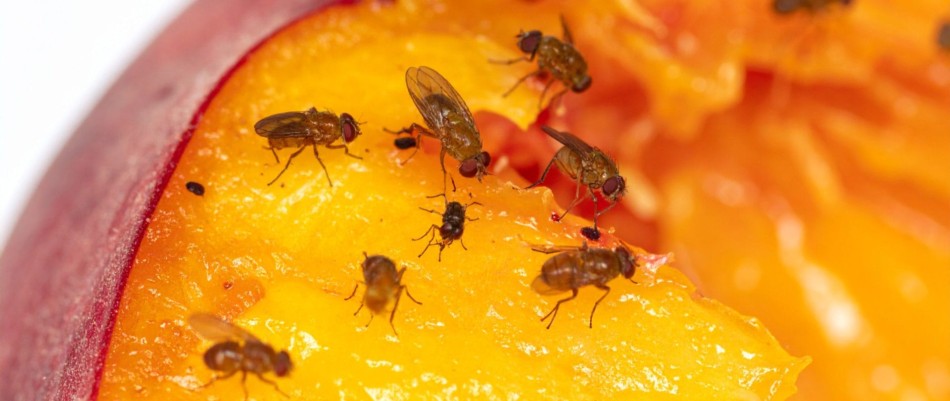 Frugtfluer sidder på en frugt