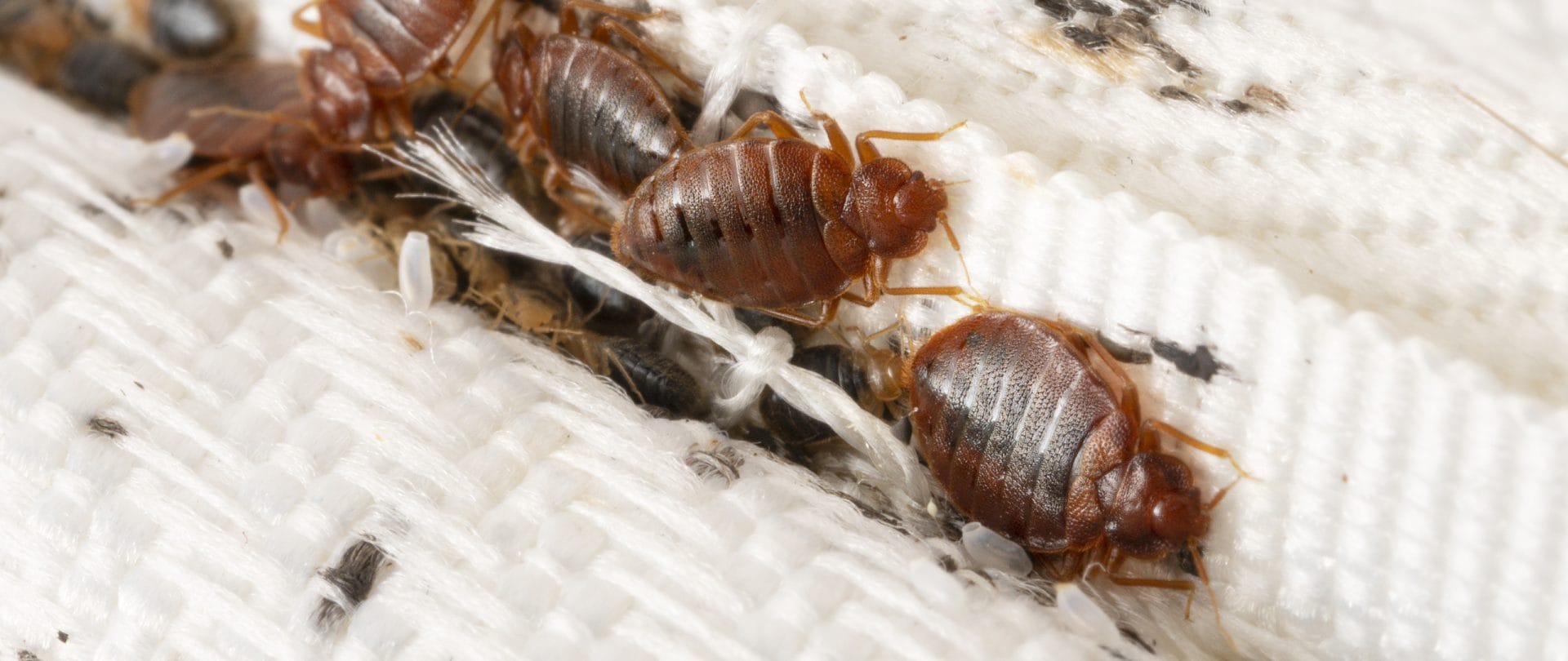 Flere insekter kravler rundt på hvidt stof.
