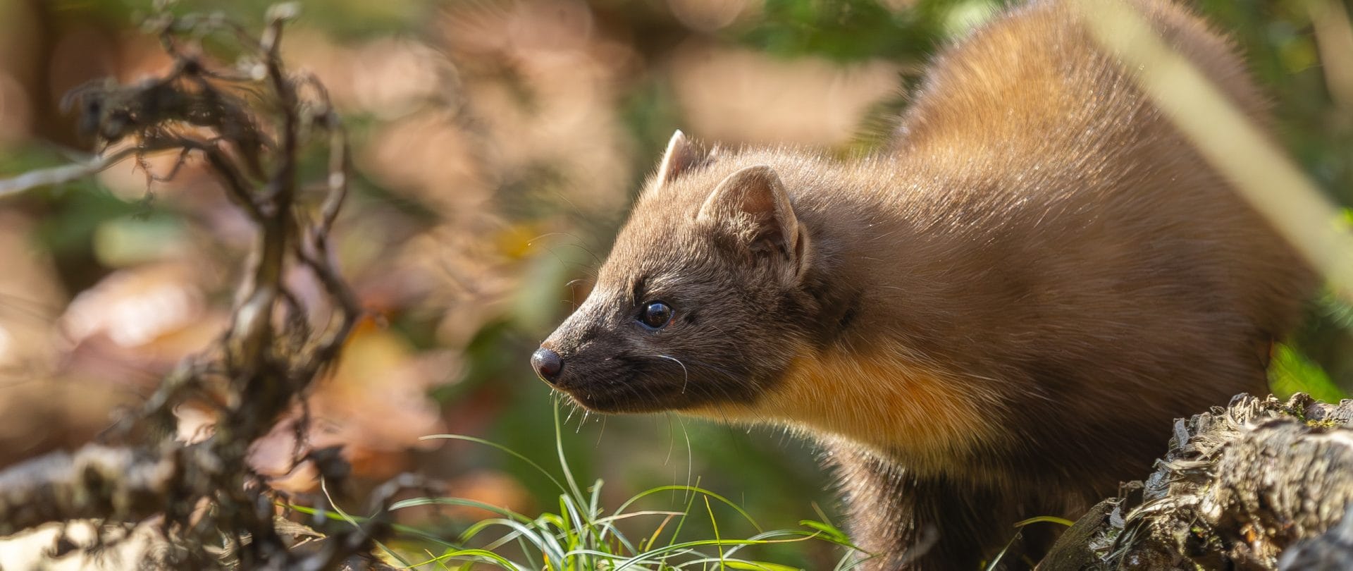 En husmår i en skov
