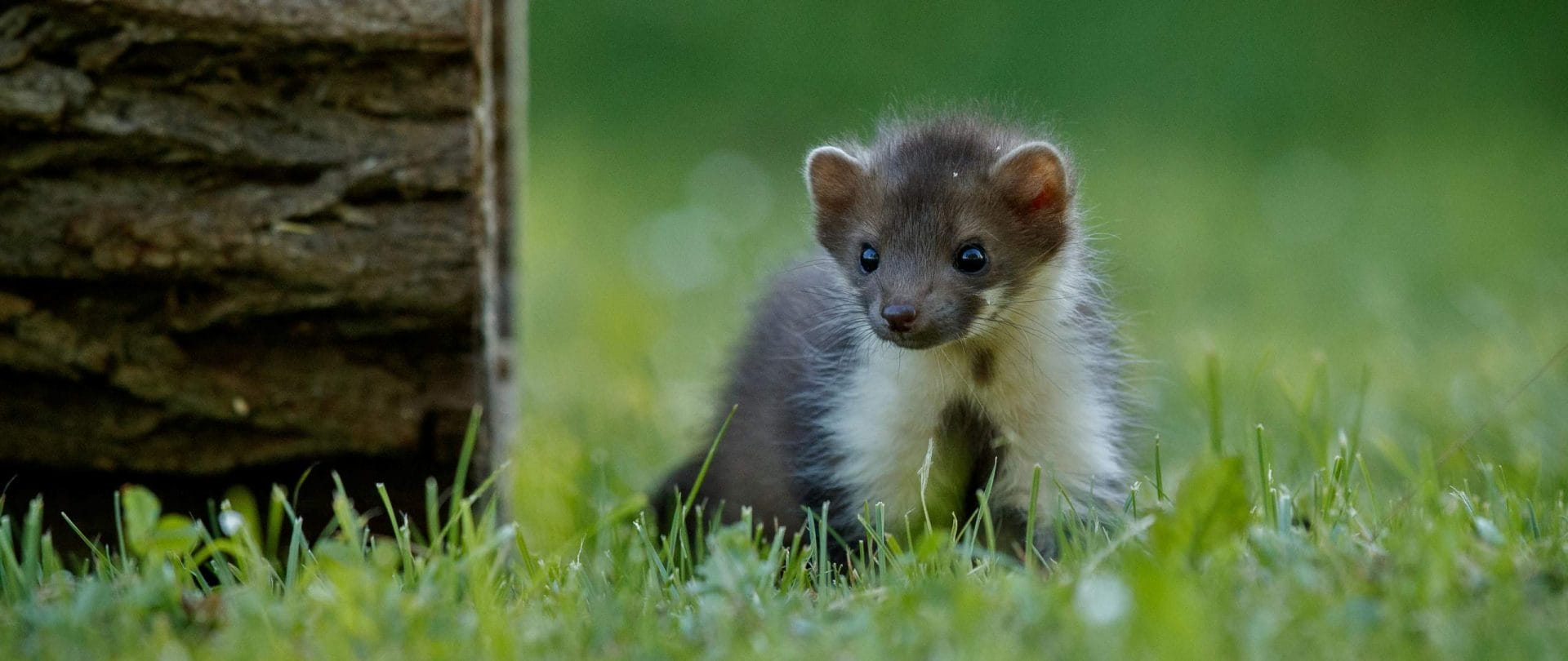 En husmår i en skov